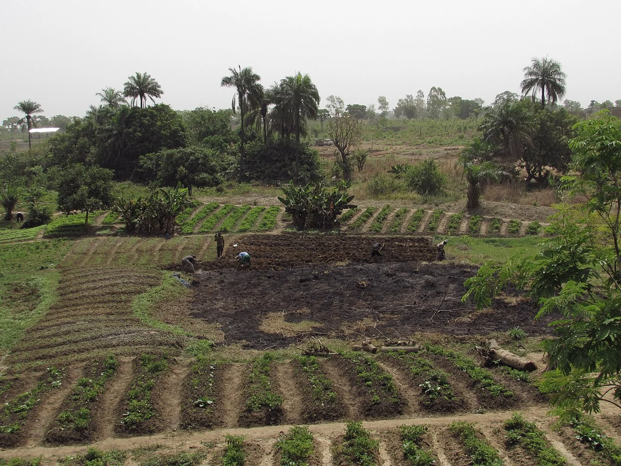 Paysage agricole près de Djougou · Djougou
